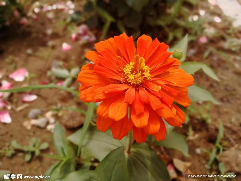 花