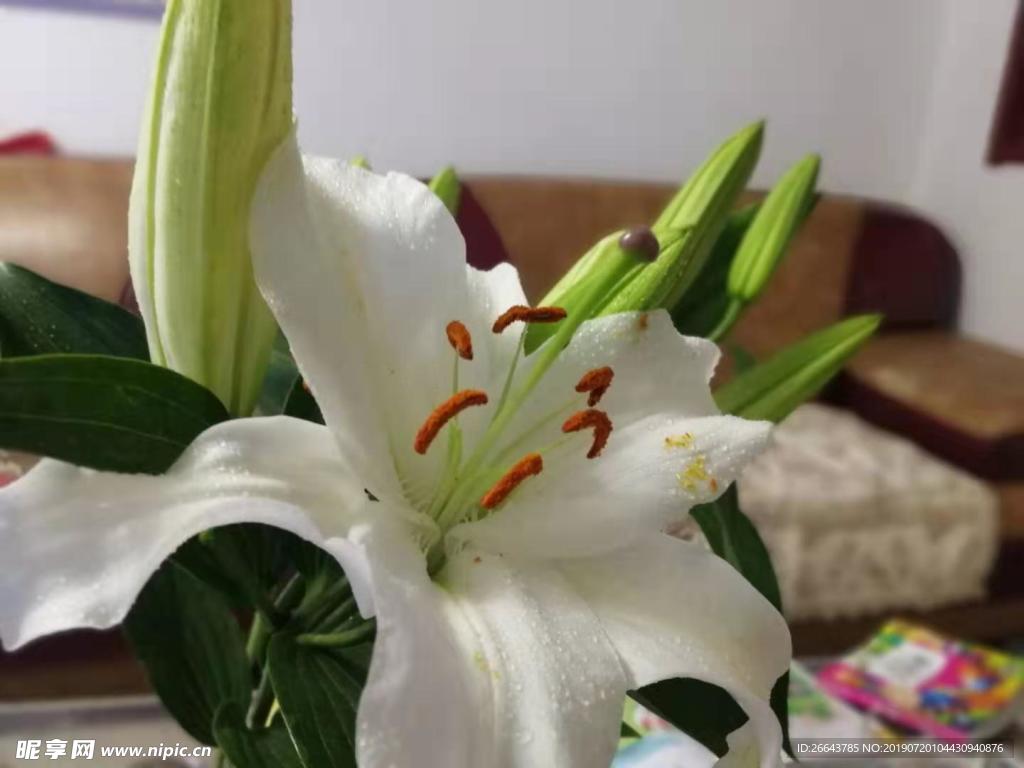 百合