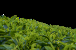 茶树