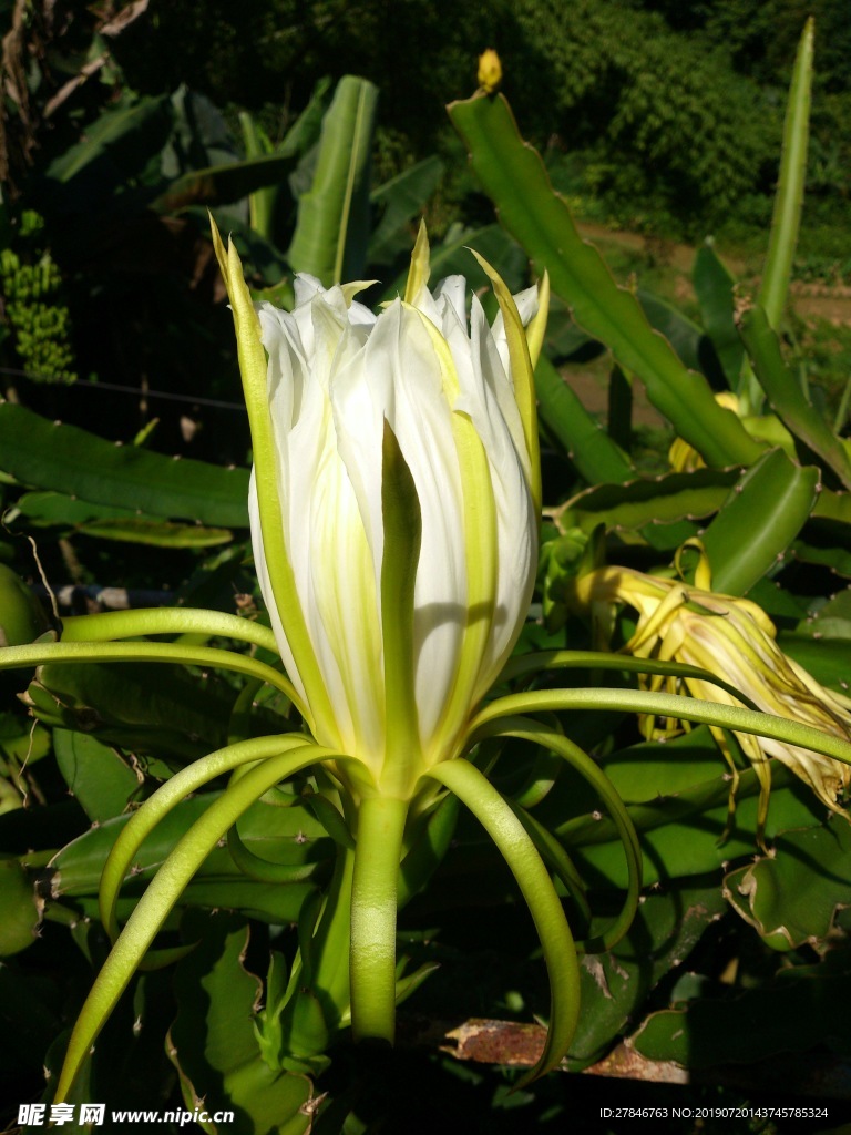 火龙果花