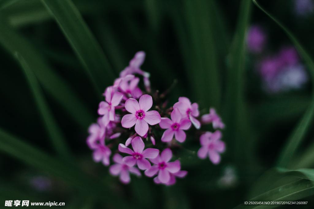 花鸟