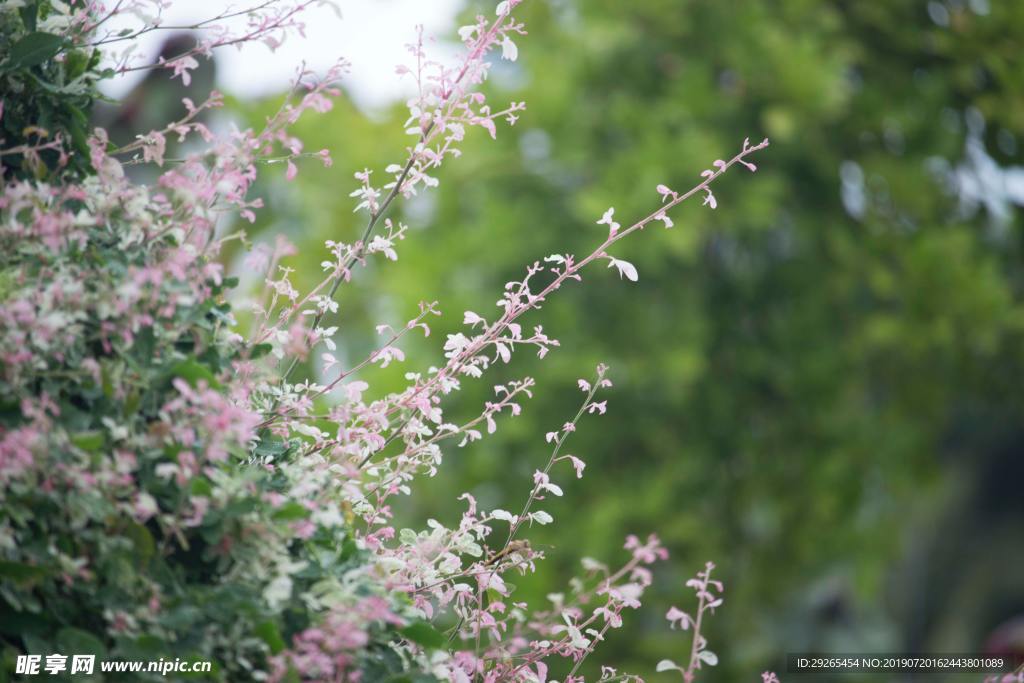 花鸟