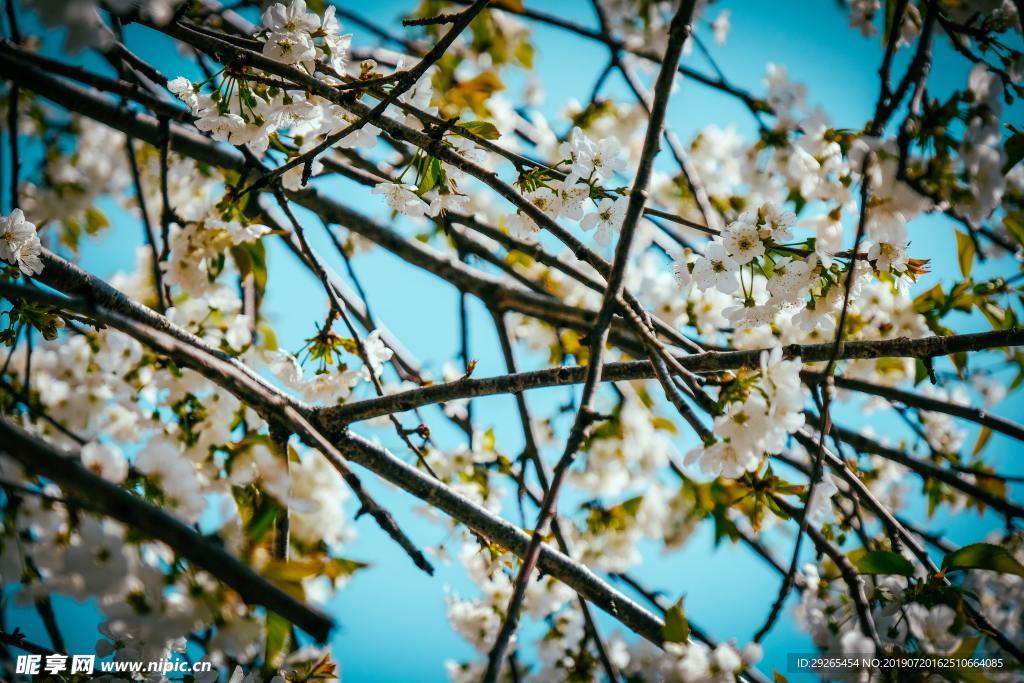 花鸟