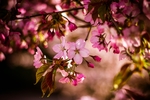 花鸟