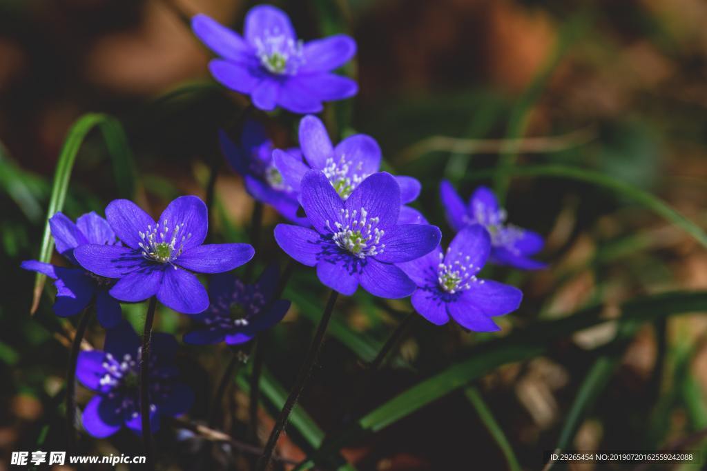 花鸟 挂画 手绘 禅意 花鸟玄