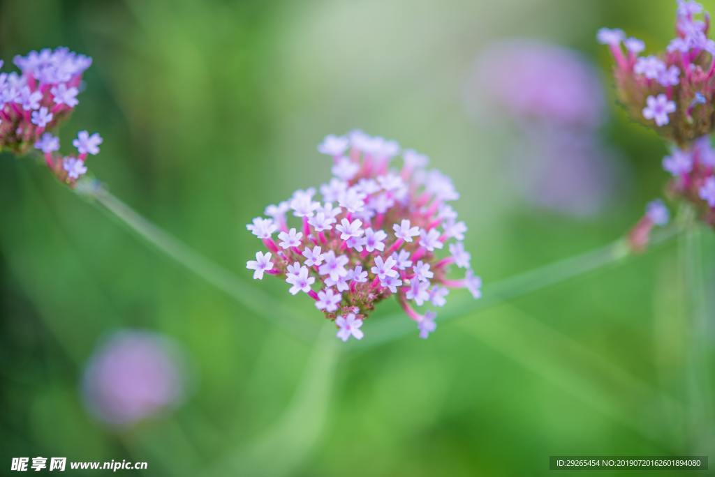 花鸟