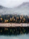 森林背景