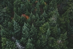 森林背景