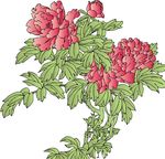 牡丹