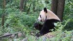 熊猫