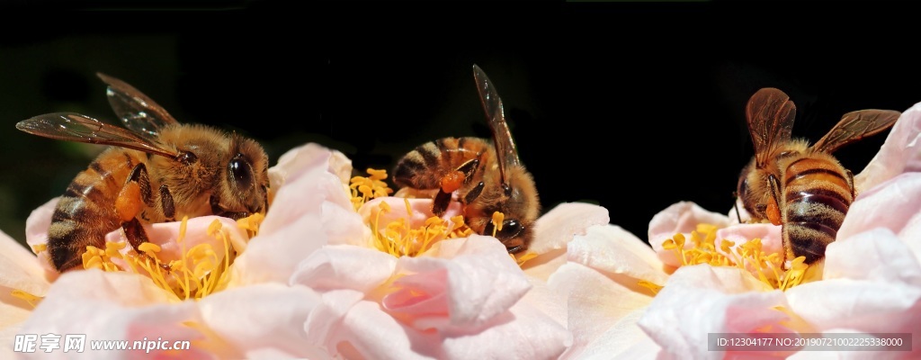 蜜蜂