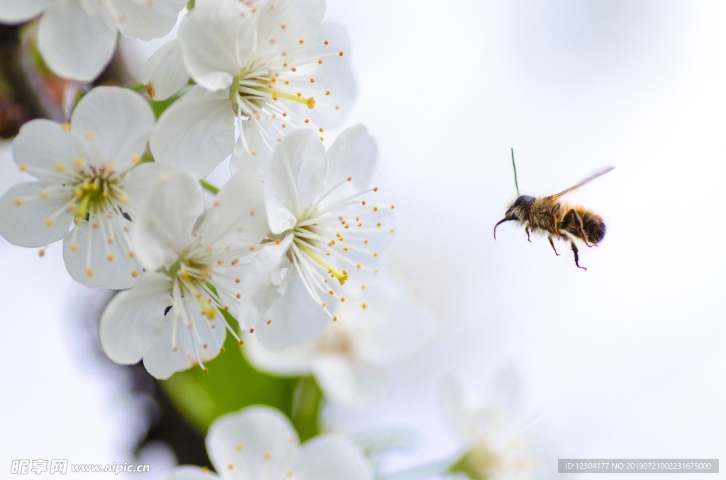 蜜蜂