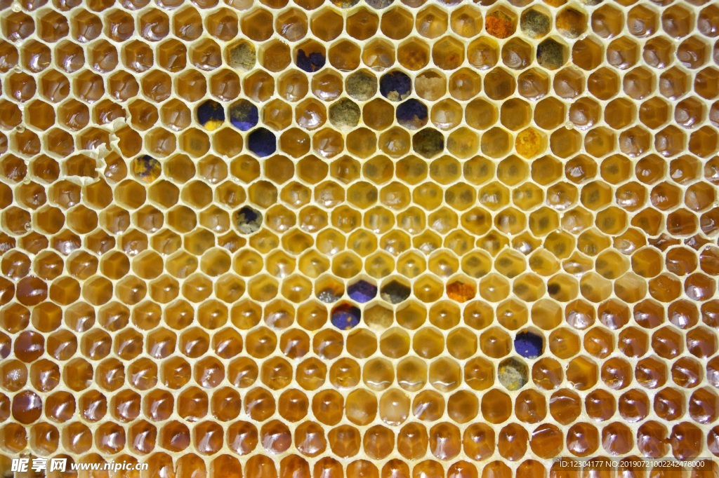 蜜蜂