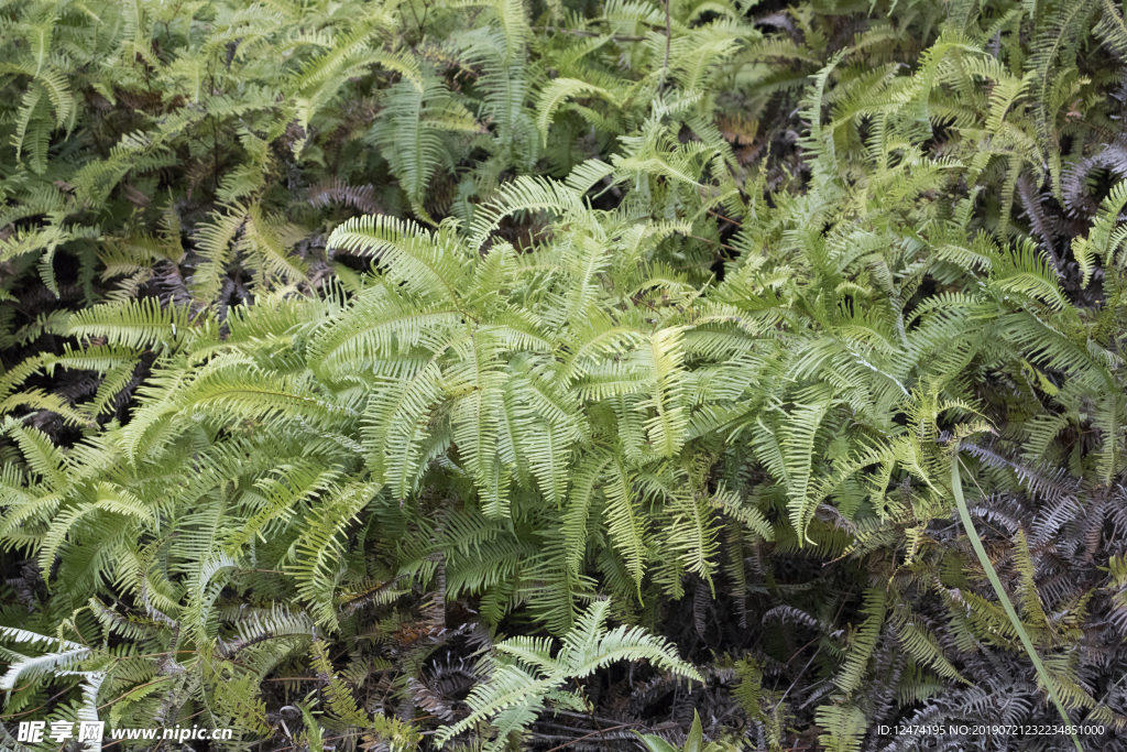 野草植物