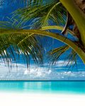夏天沙滩海边椰子树