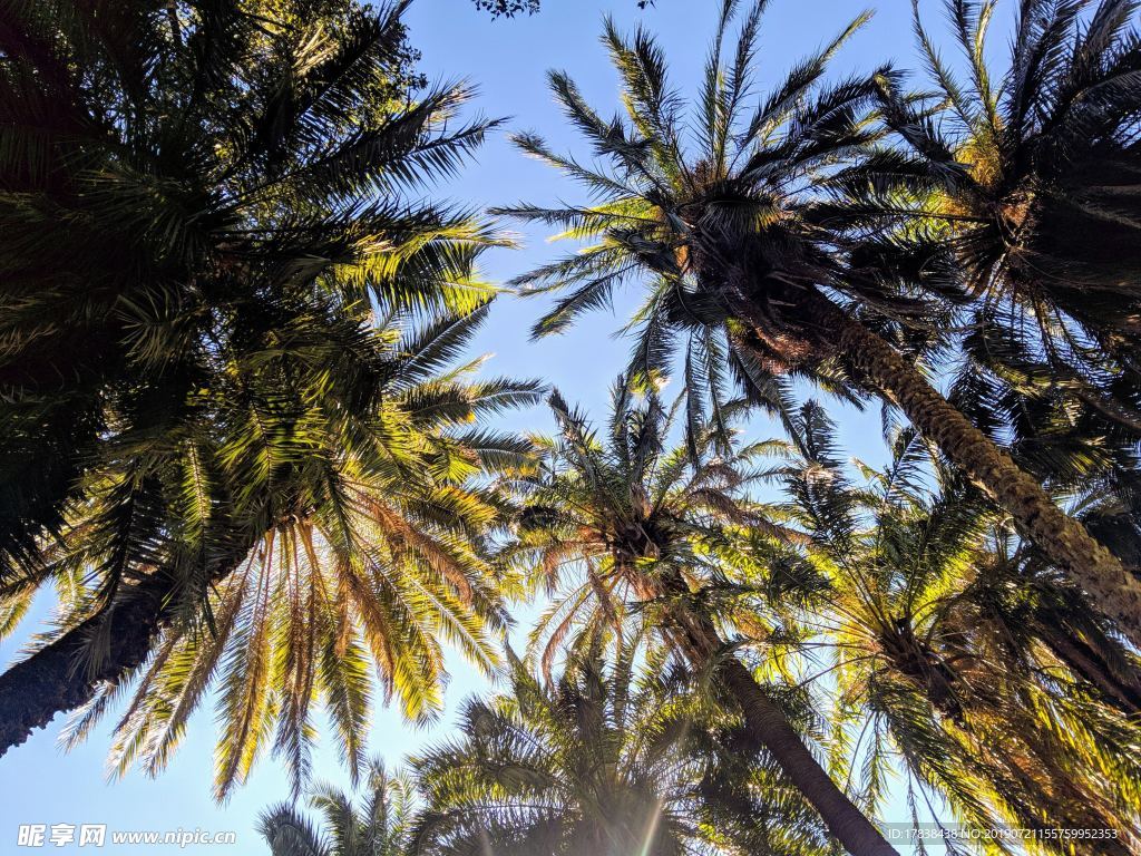 夏天沙滩海边椰子树