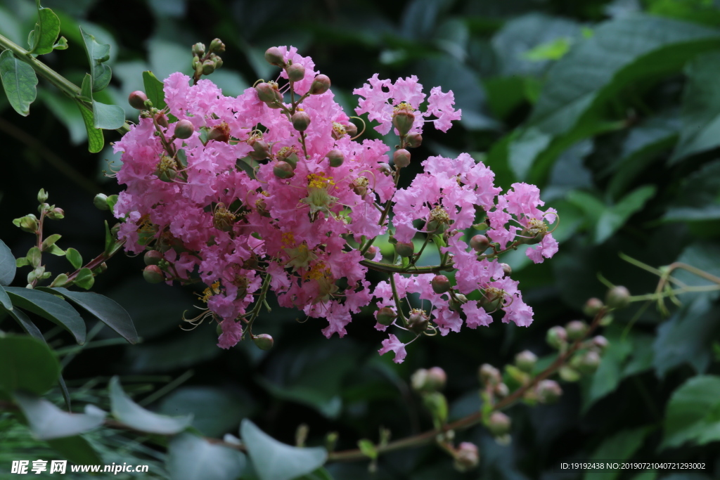 紫薇花