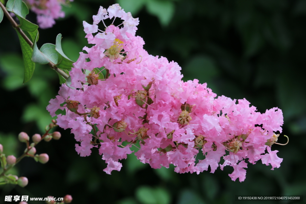 紫薇花