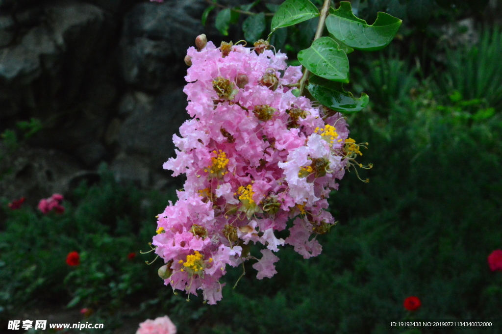 紫薇花