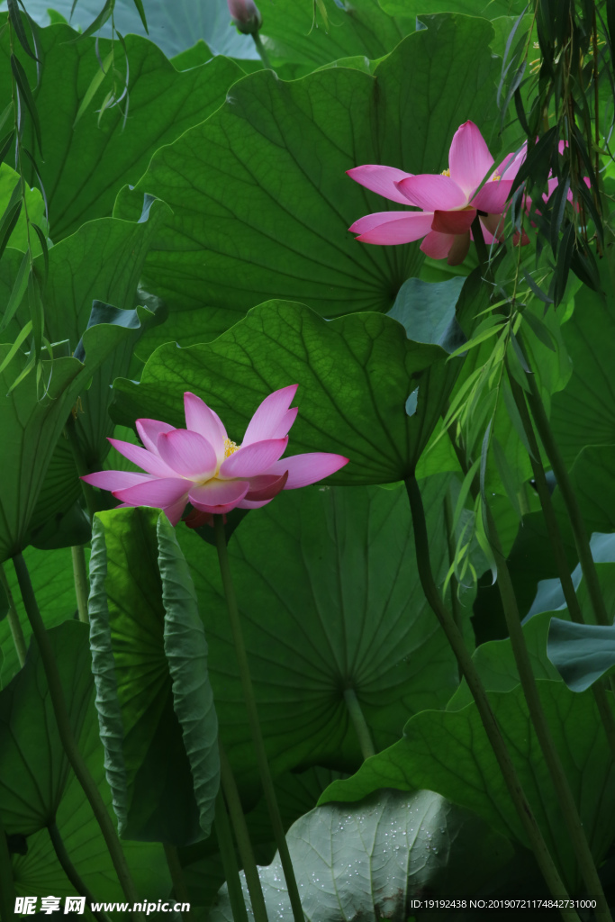 荷叶荷花