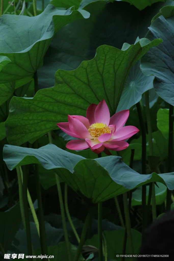 荷叶荷花