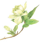手绘卡通栀子花