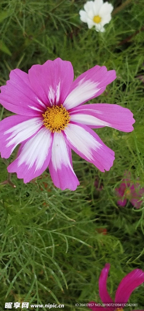 秋花