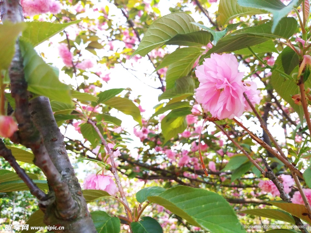 樱花