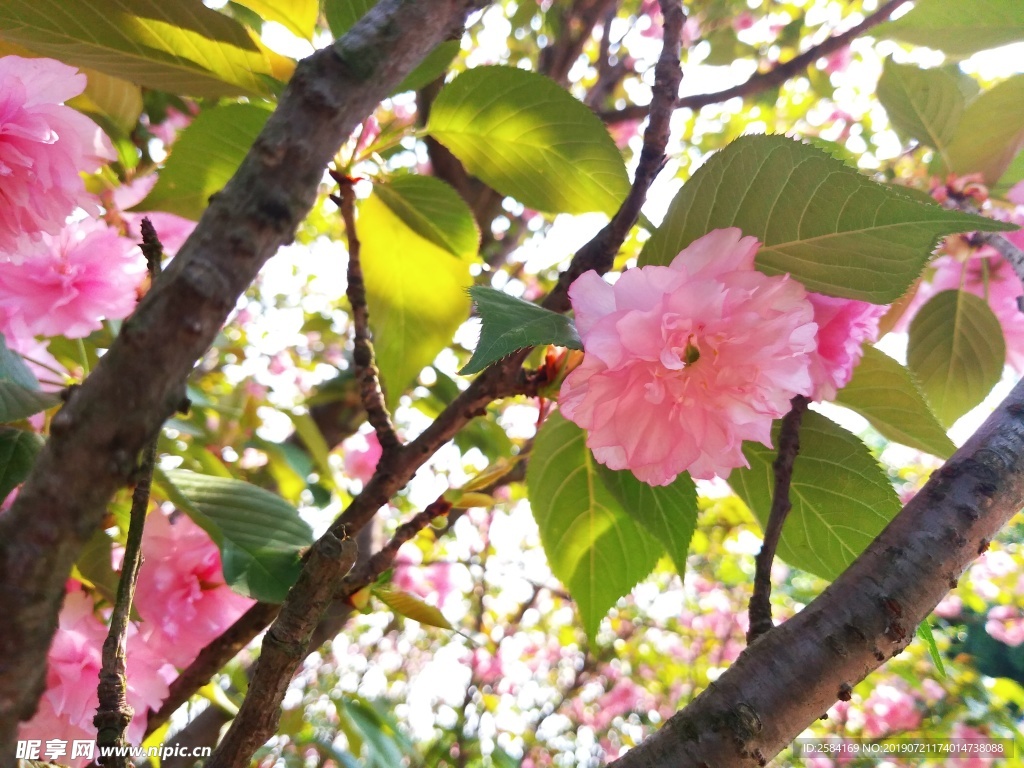 樱花