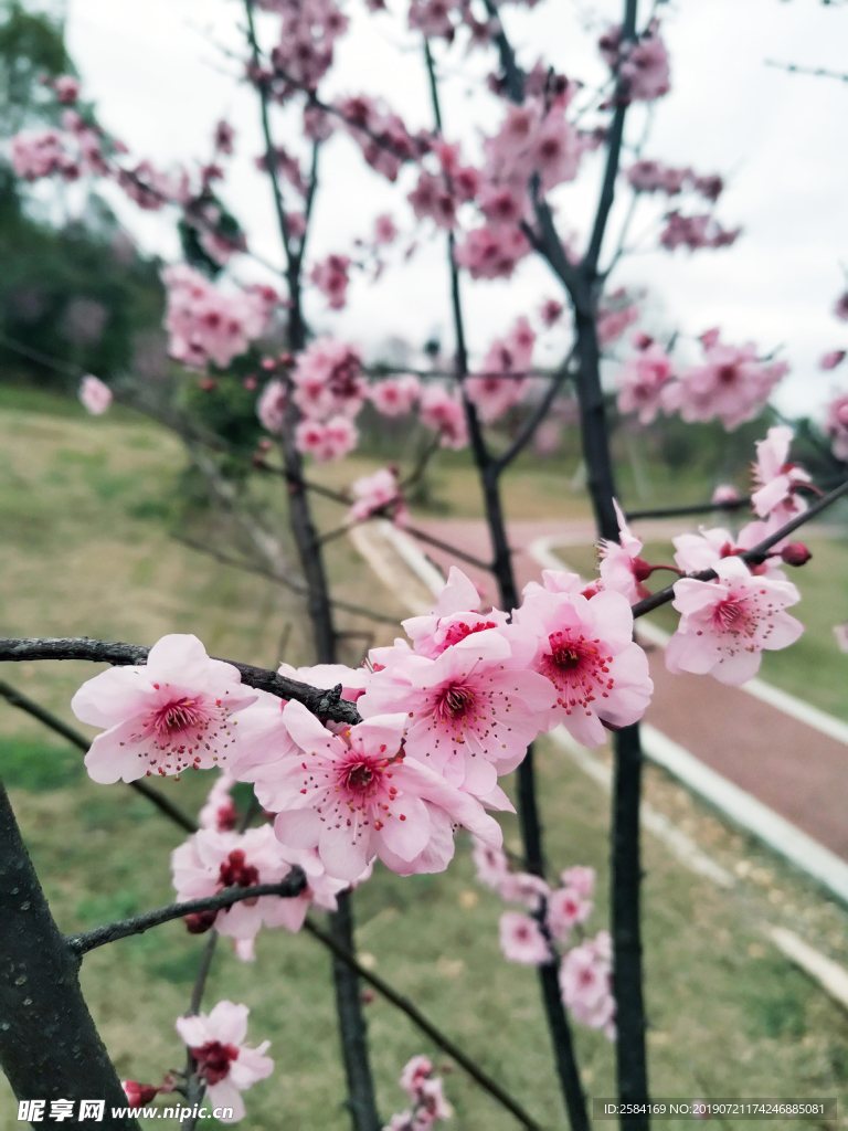 桃花