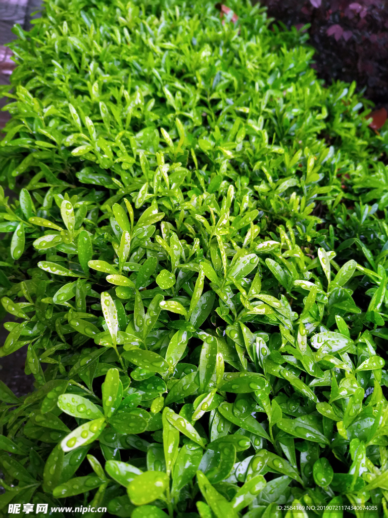 植物