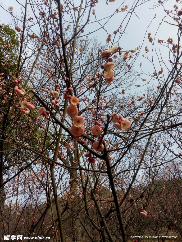 梅花