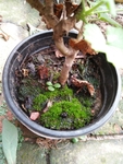 苔藓