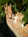 蜜蜂