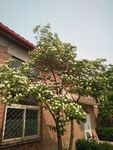 山楂树