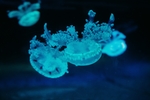 海葵