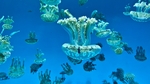 海葵
