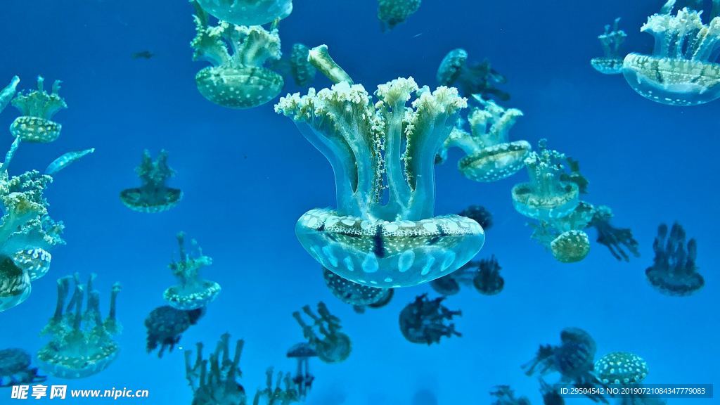 海葵