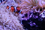 海草