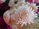 白菊花