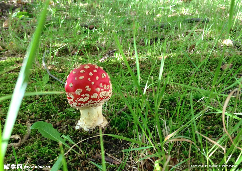 蘑菇
