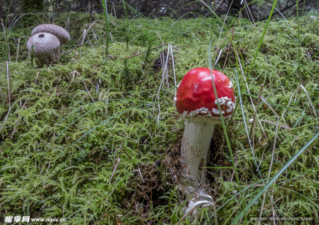 蘑菇