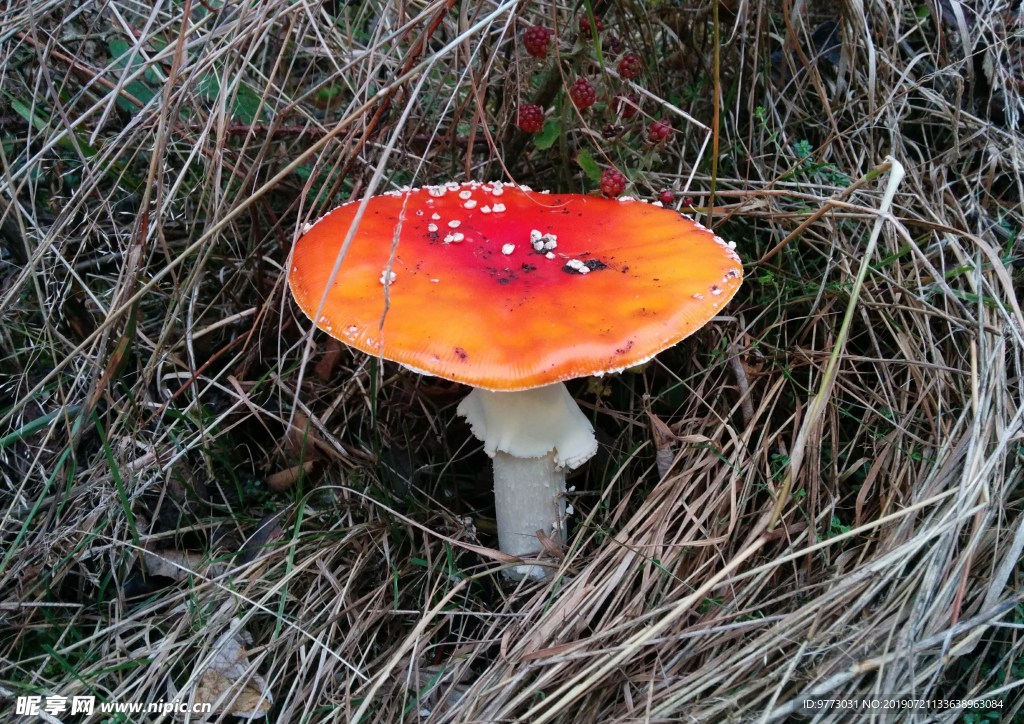蘑菇