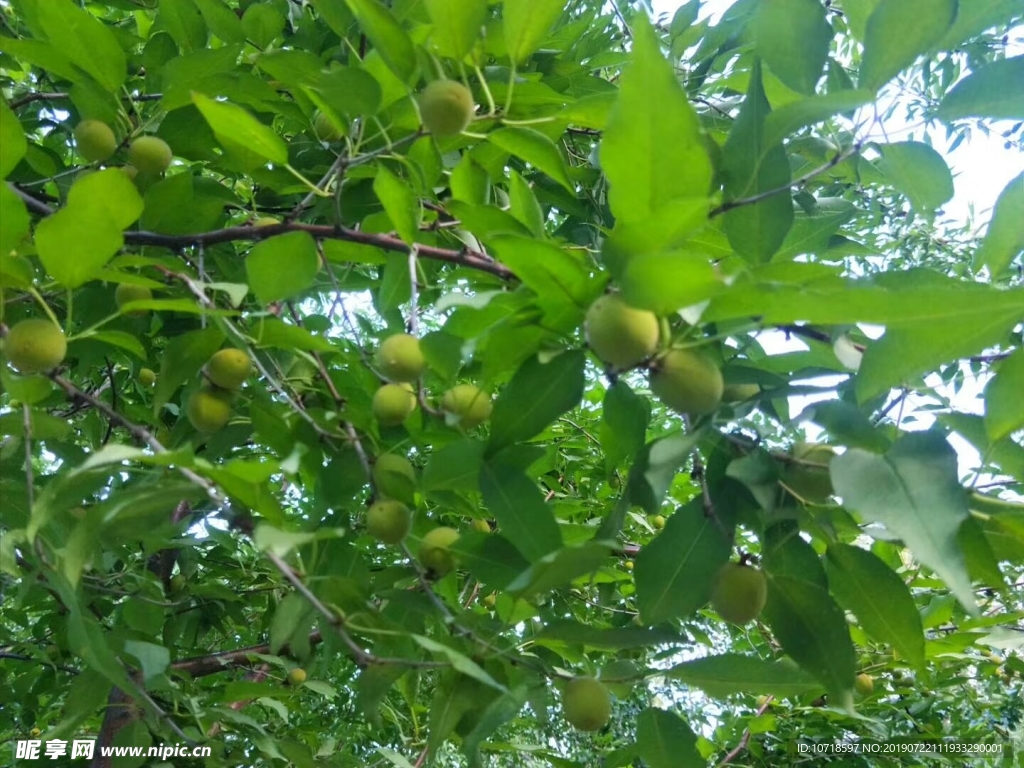 青桃子 桃树