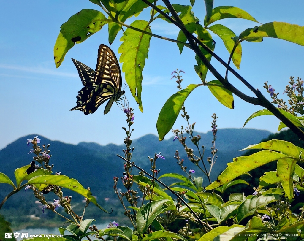 花蝴蝶