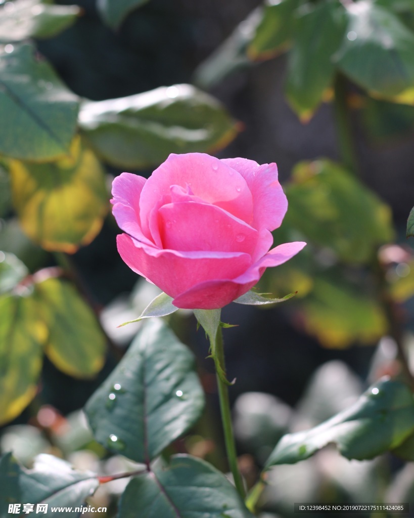 玫瑰花