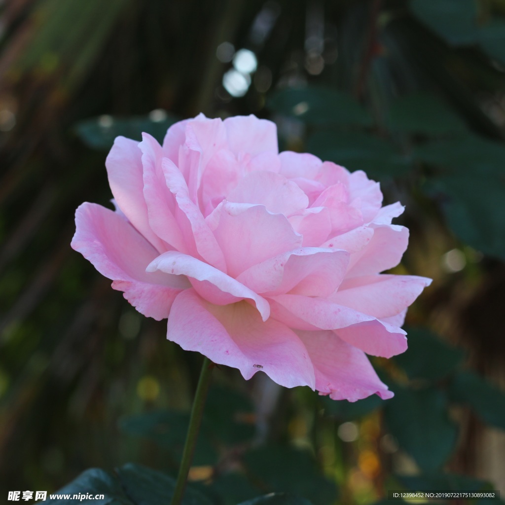 玫瑰花