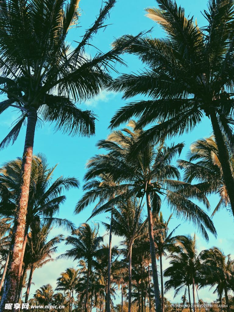 椰子树热带雨林蓝天