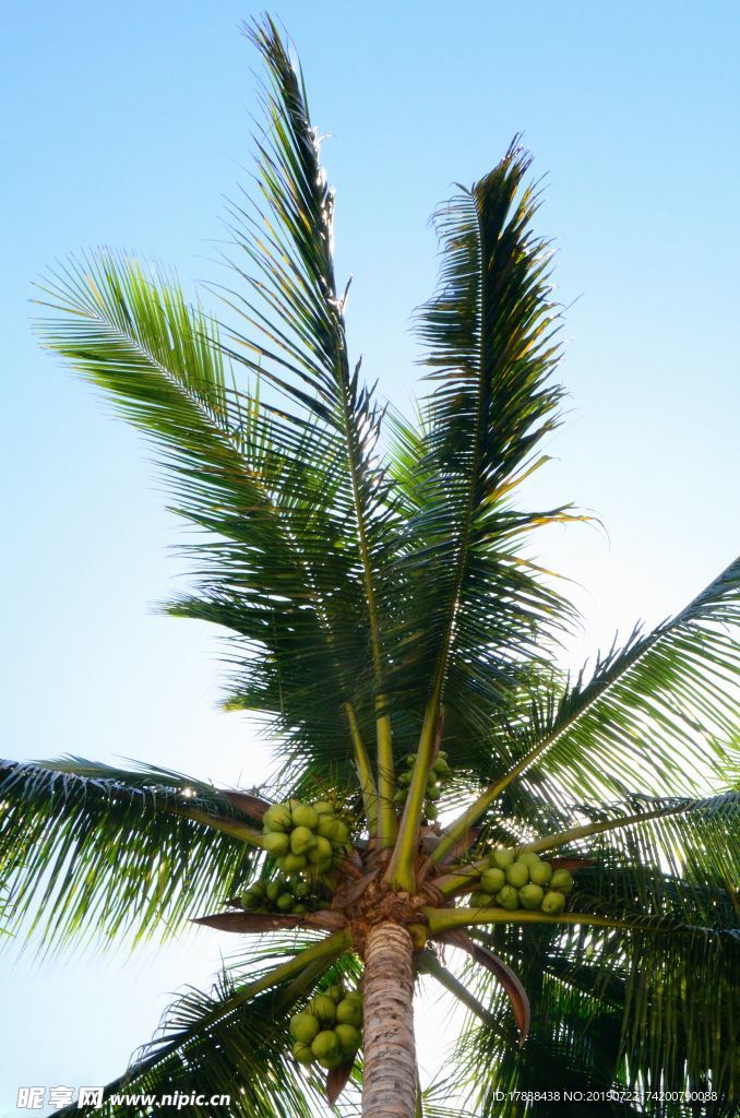 椰子树热带树木