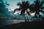 夏天夜晚海边椰子树